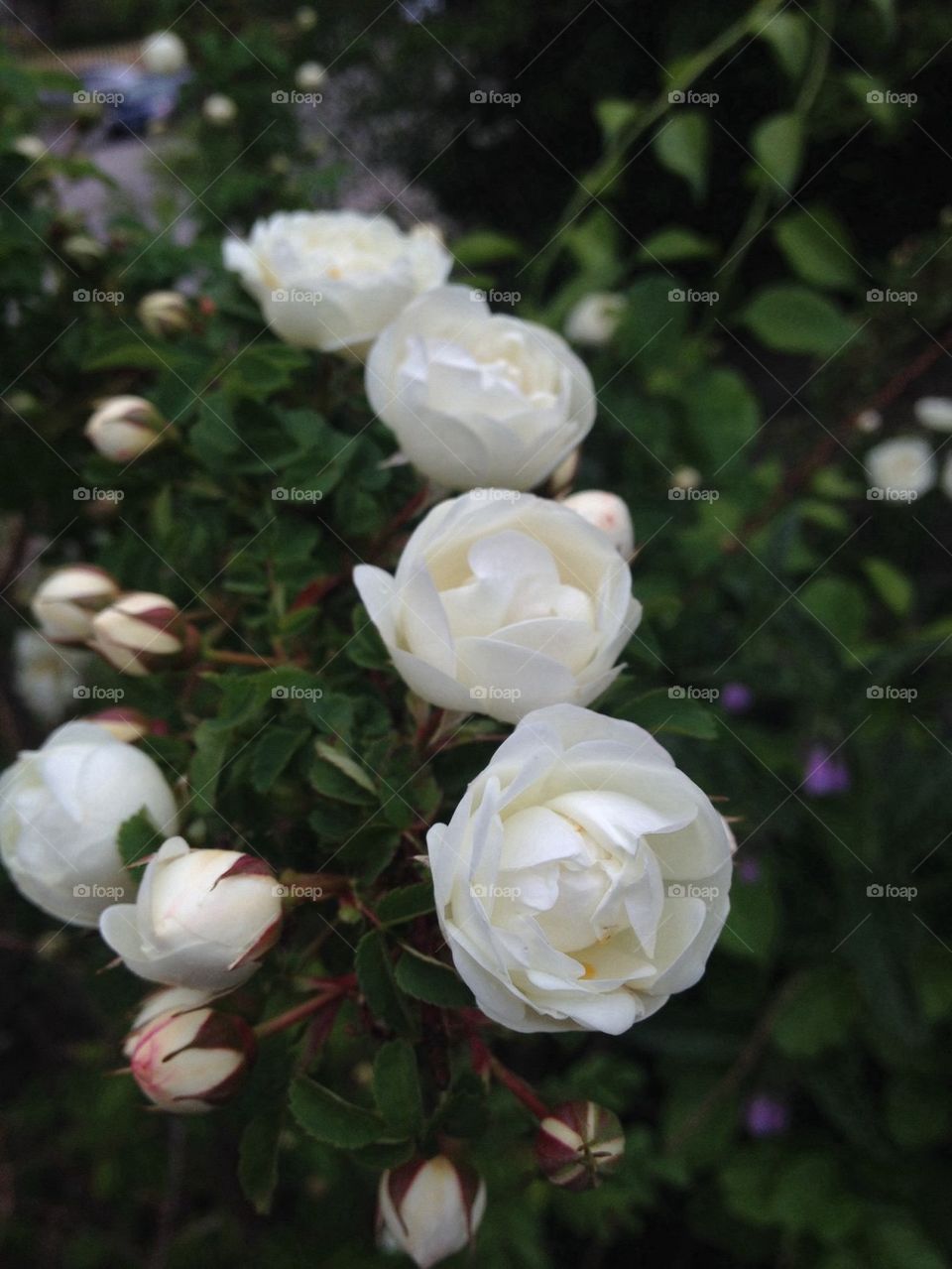 Wild White Roses