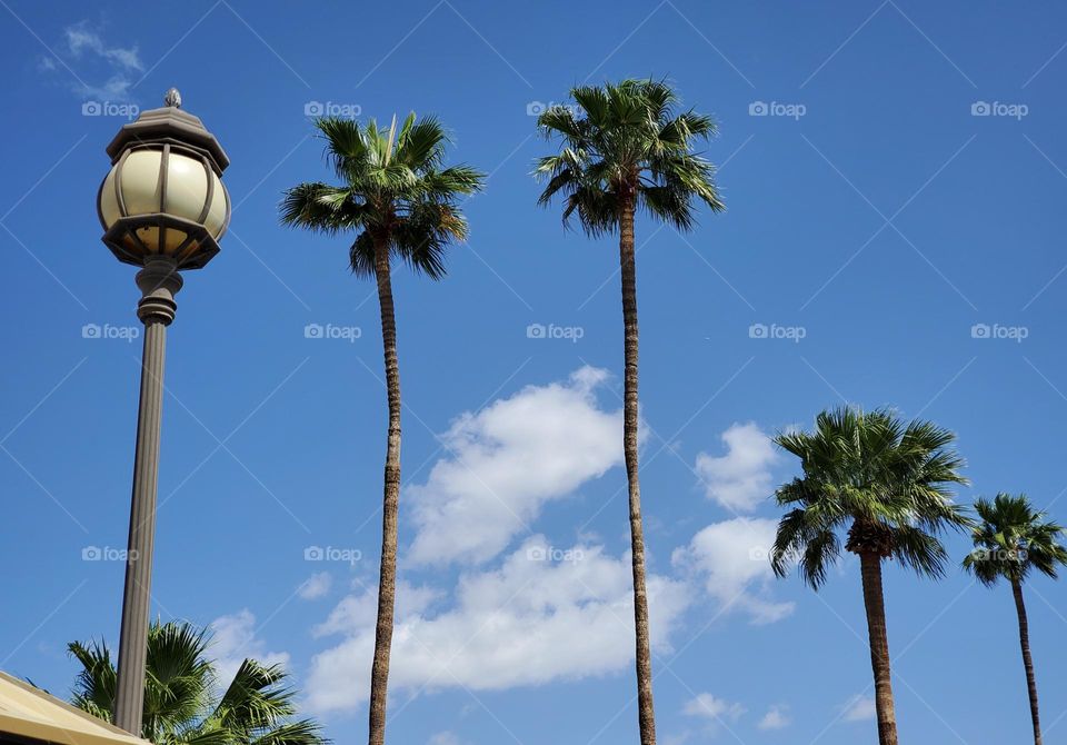 Palm Trees and a Streetlight