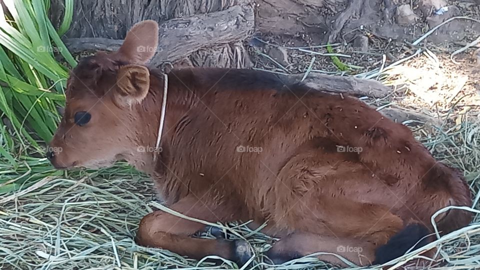 The cow is very very beautyfull and nature click