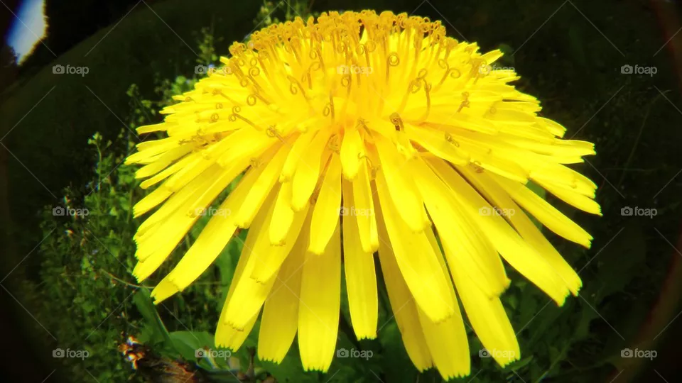 Dandelion