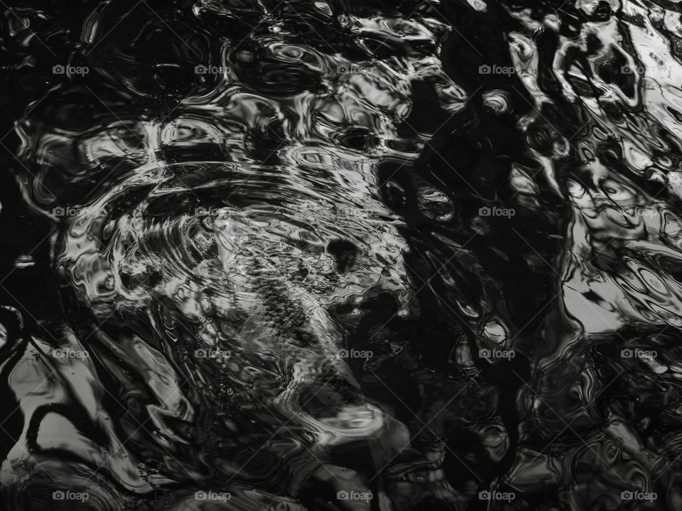 Black and white shot of fishes making ripples at a Lake. Waves and reflexions of karps.