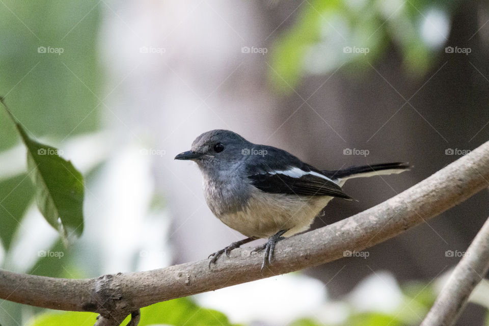 Oriental Magpie Robin (Female)