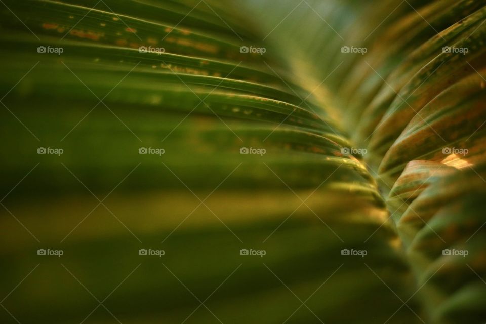 Leaf of Palm 