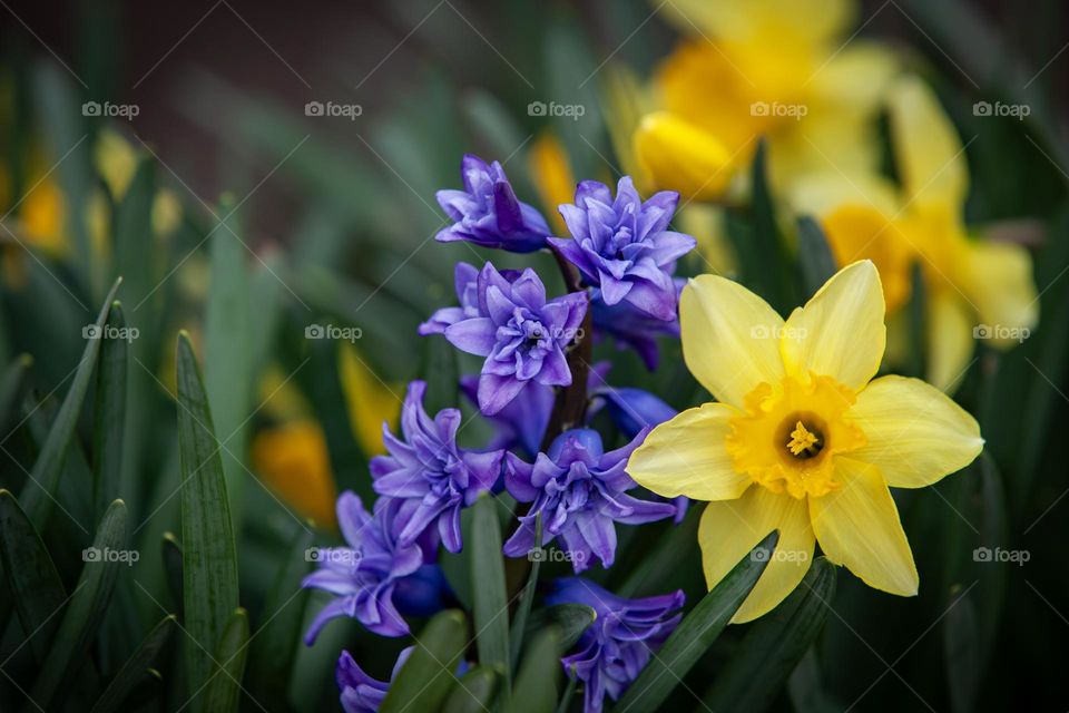 Yellow-blue.  Spring mood.