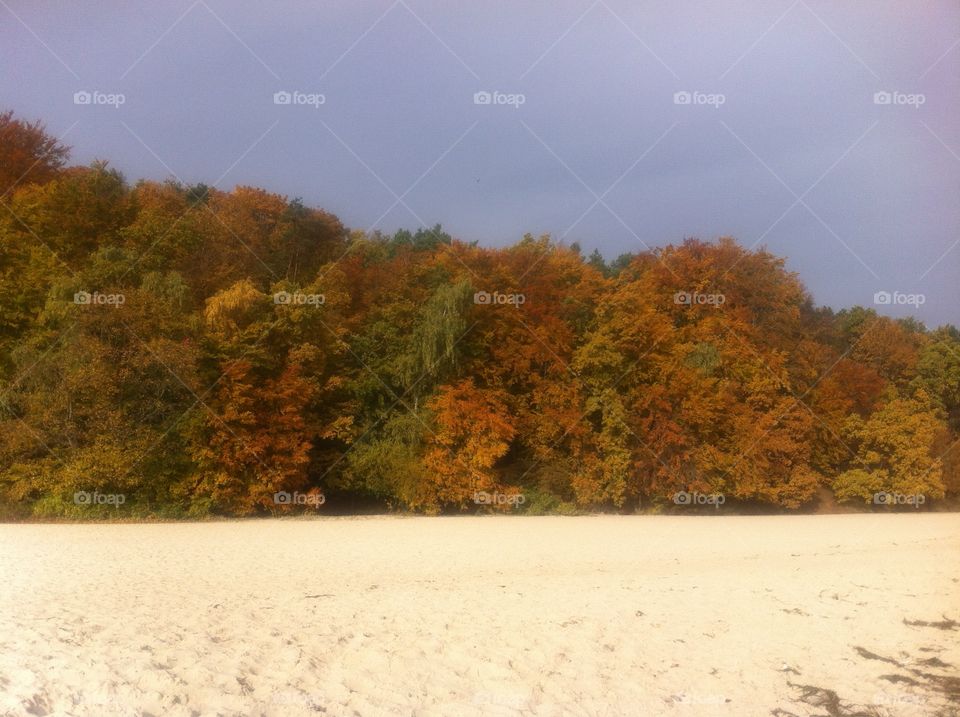 Tree, Landscape, Fall, No Person, Nature