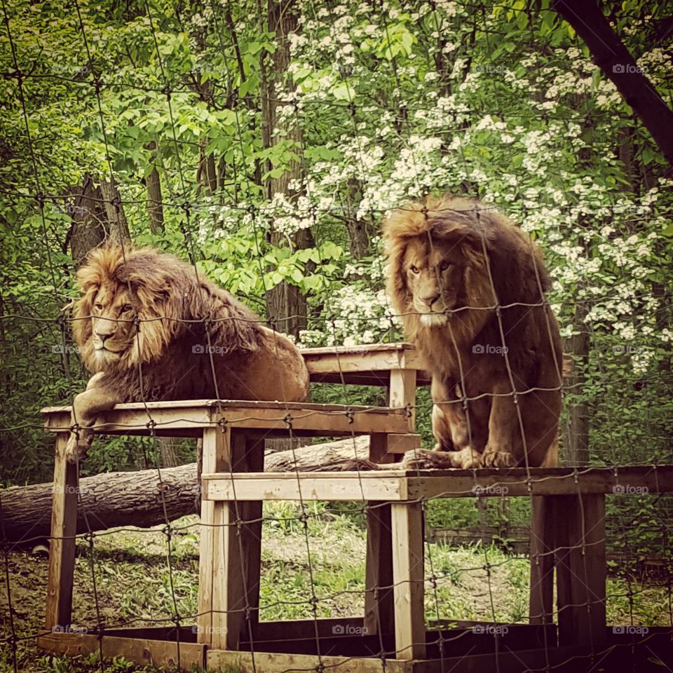 lions at the zoo