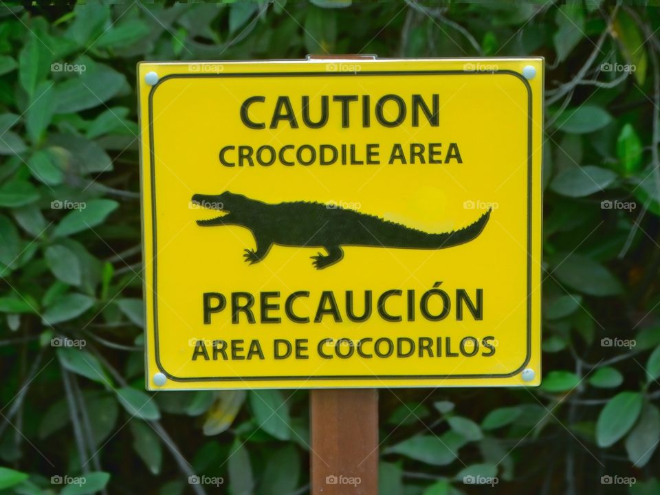 Crocodile Danger
