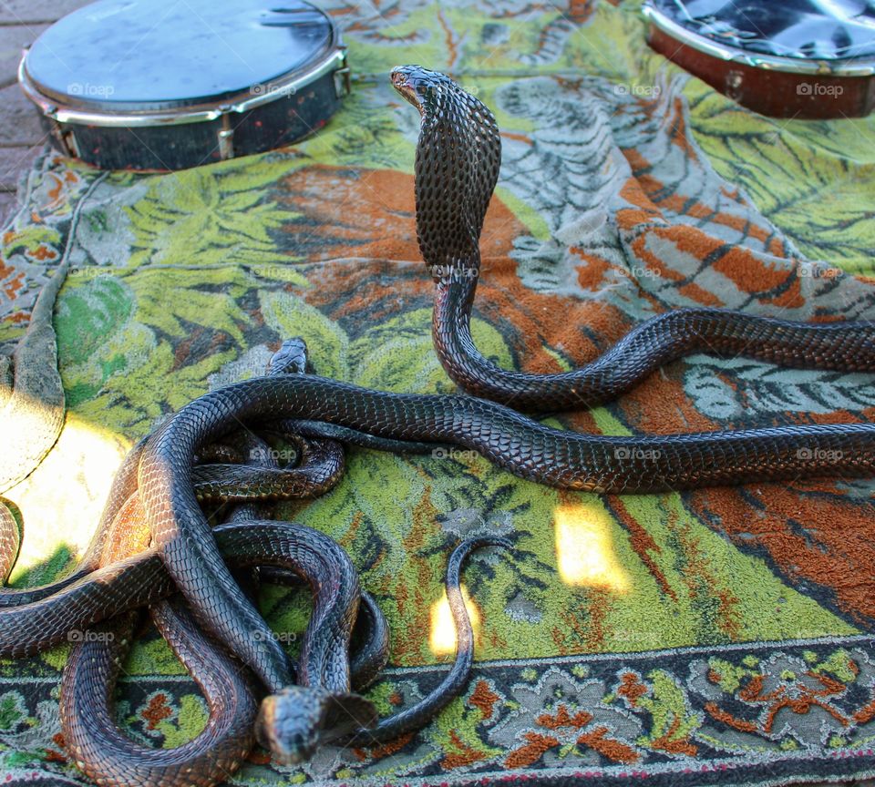 Cobras in Djemaa el-Fna square, Marrakech