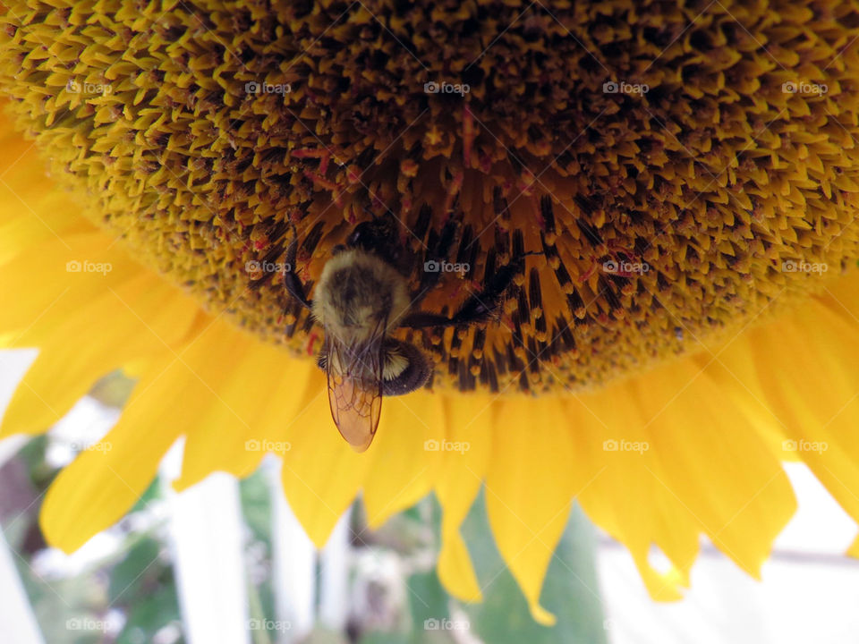A lone bee gathers pollen from a sunflower.