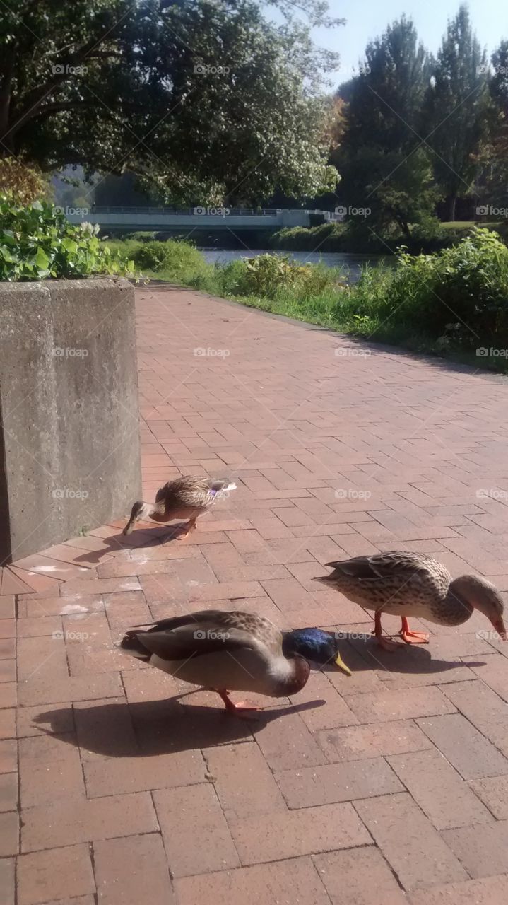 Ducks On Cedar River Walkway