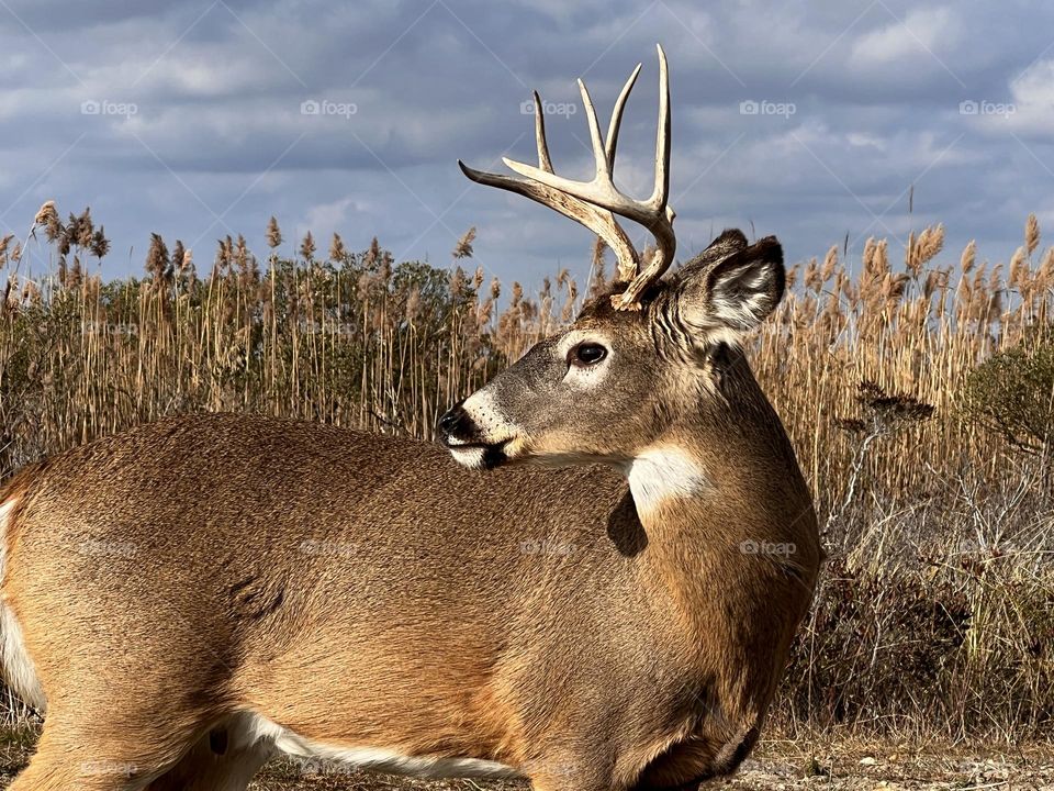 Closeup of deer with beautiful eyes