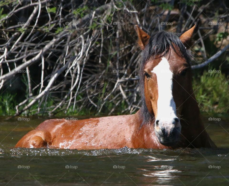 Wild Horse Laying in River