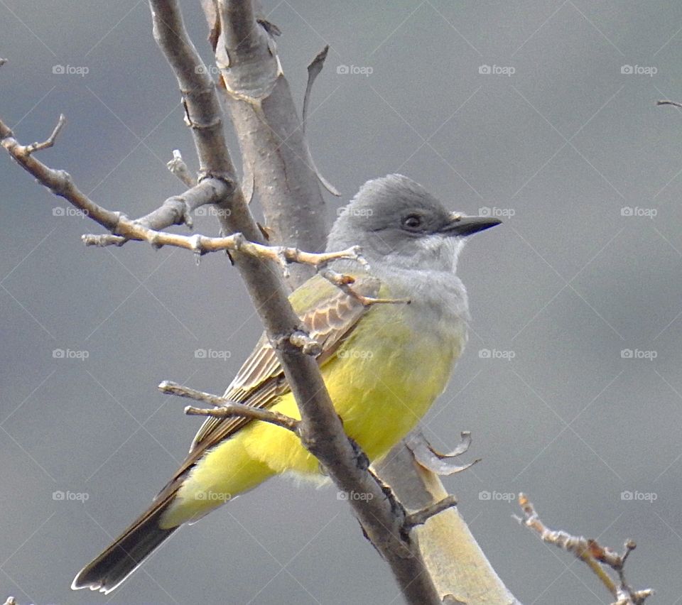 Kingbird