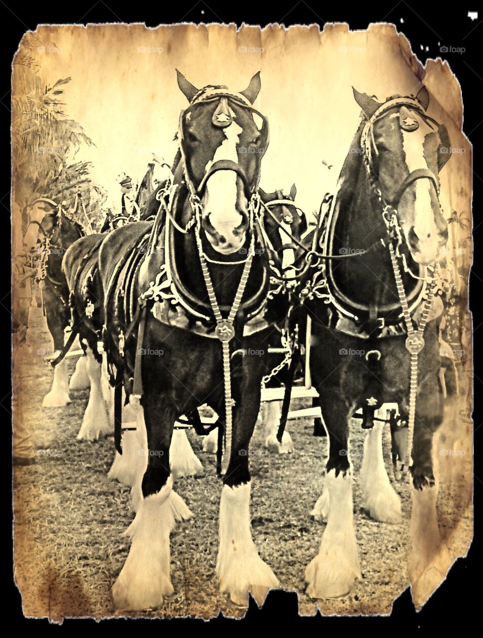 Clydesdale horses
