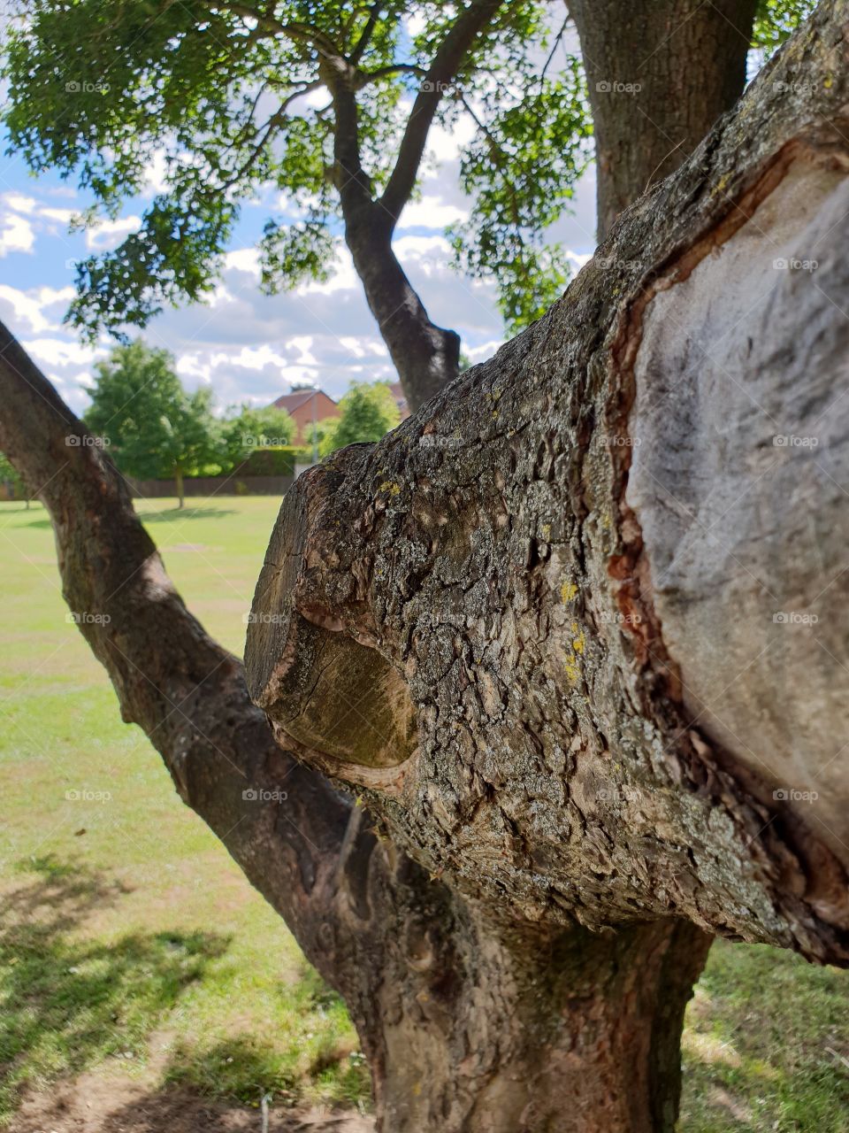 old tree in a public park