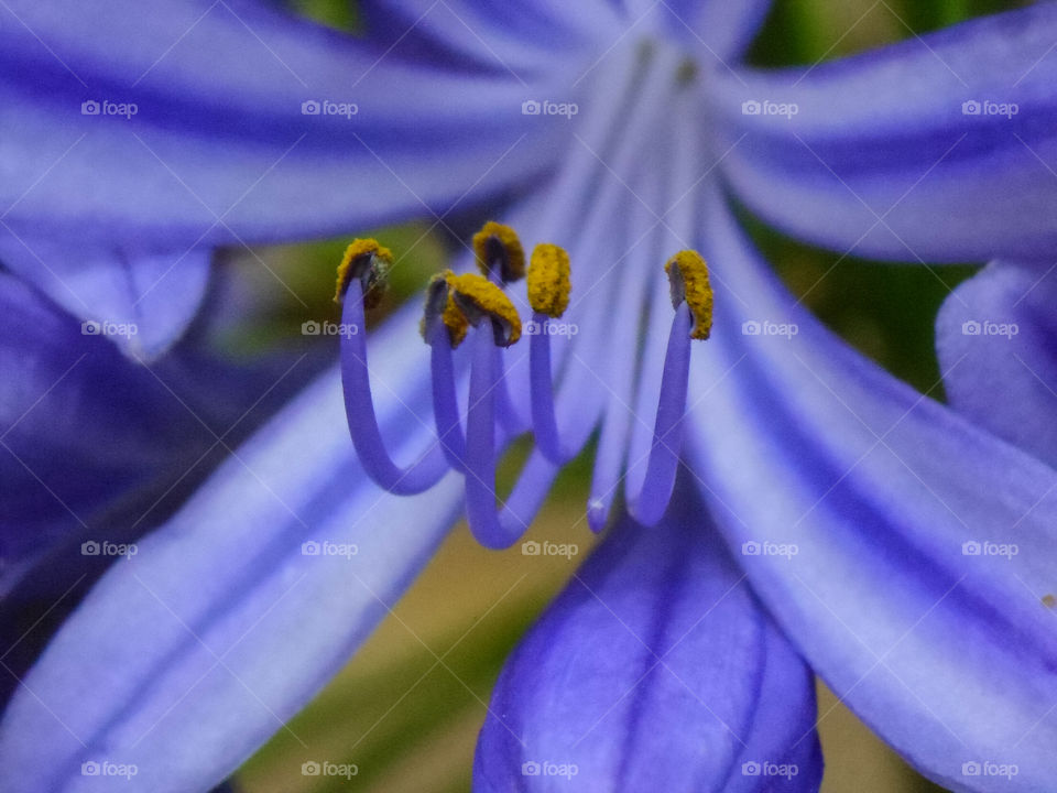 purple flower with pollen on