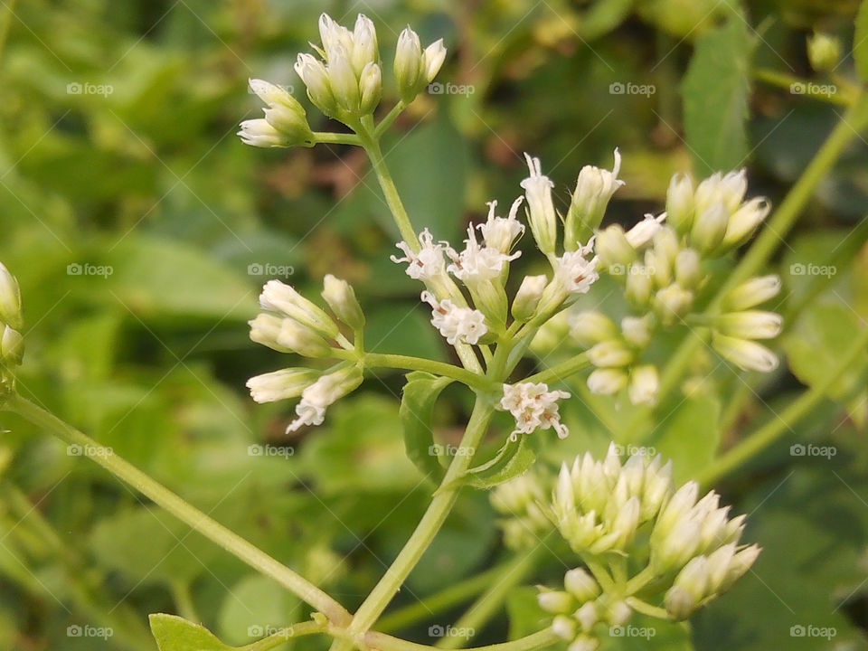 flower 2017/09/27 
010 
#আমার_চোখে #আমার_গ্রাম #nature #flower #eukaryota #plantae #angiosperms #eudicots
