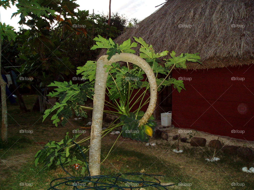 Papaya tree