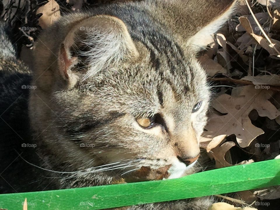 Only the experienced huntress can lie down while observing her prey from a distance, allowing the prey's every movement to fuel her primitive drive.