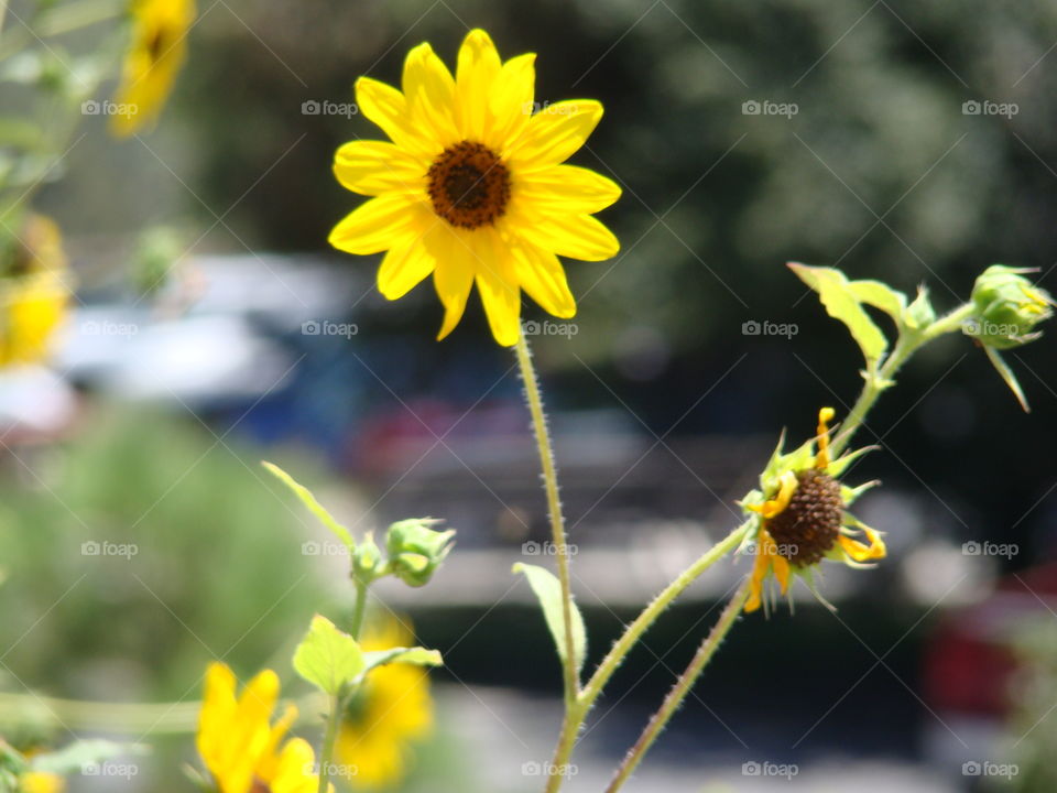 Sunflowers 