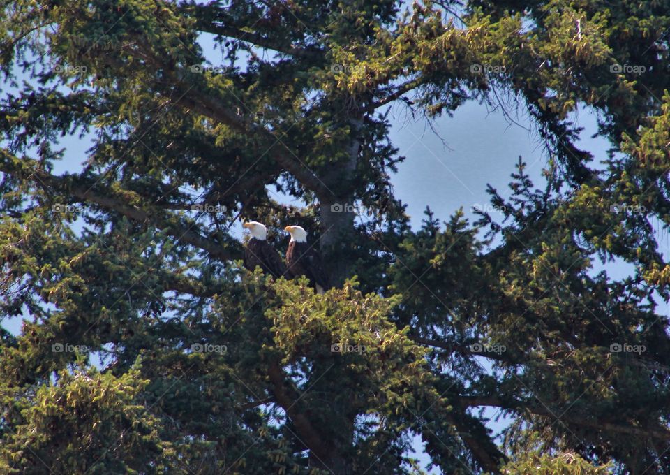 bald Eagles