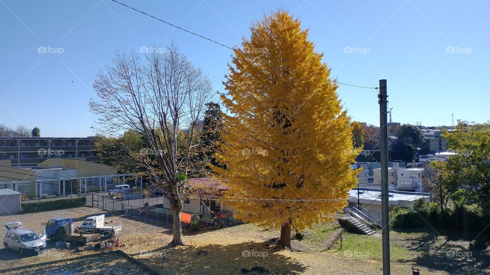 Autumn tree Ginkgo 