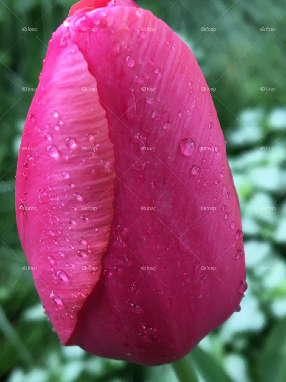 Dark pink tulip 