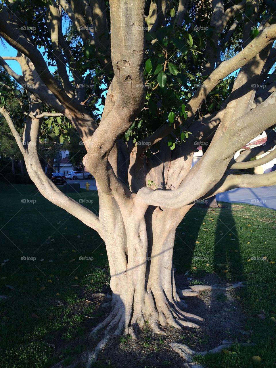 Tree with shadows