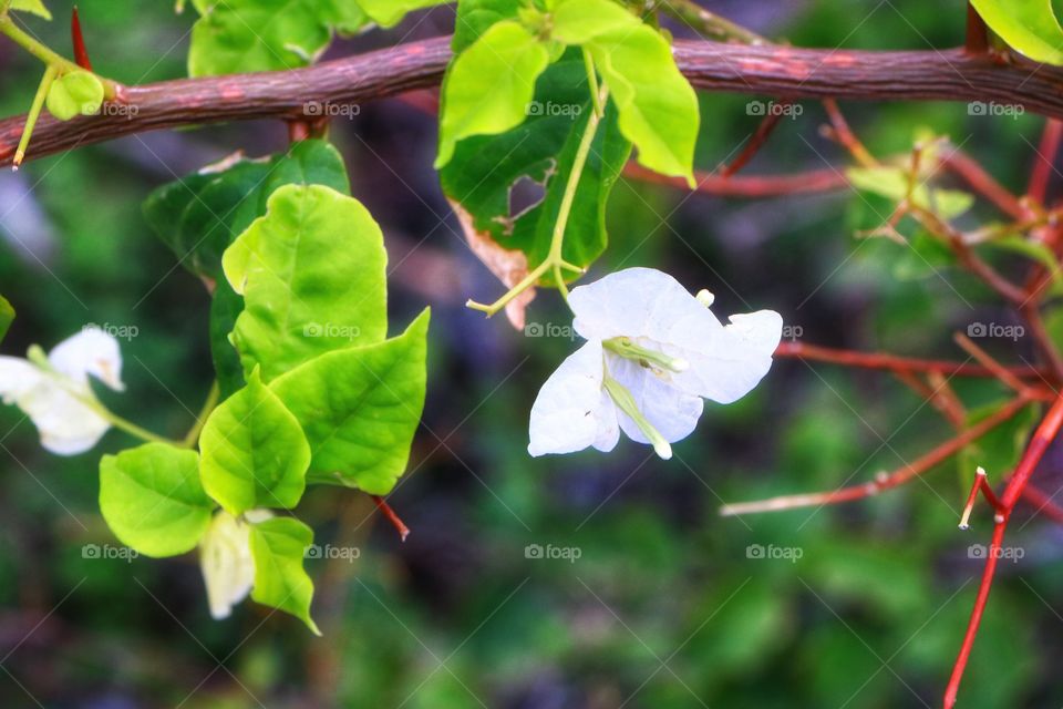 White and beautiful.