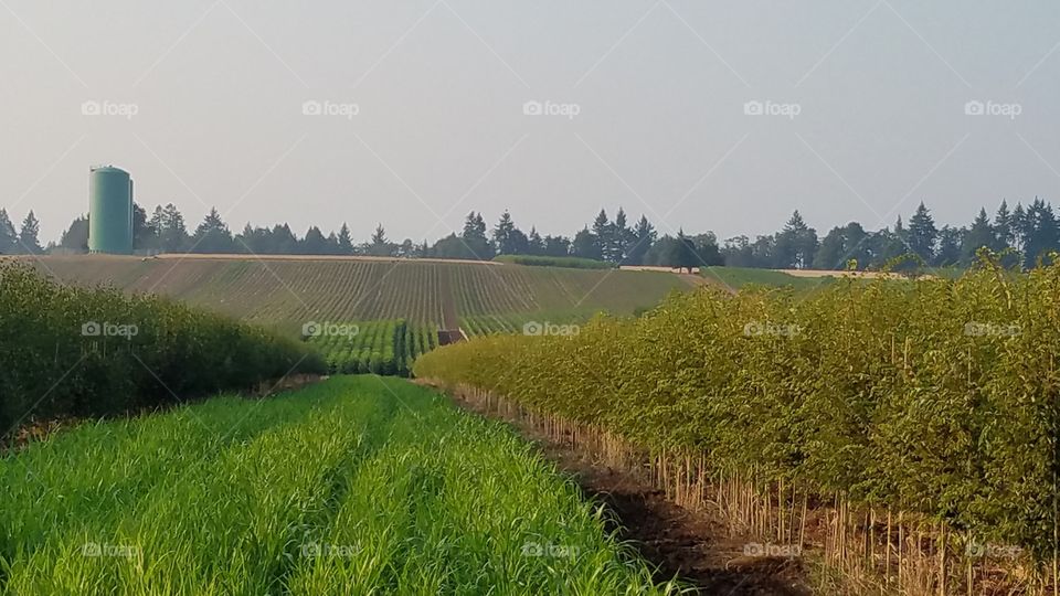 Fields and silo on hazy day