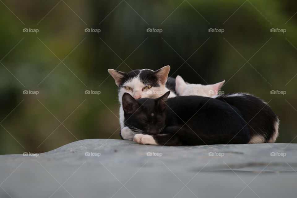 Cat, Mammal, Animal, Pet, Portrait