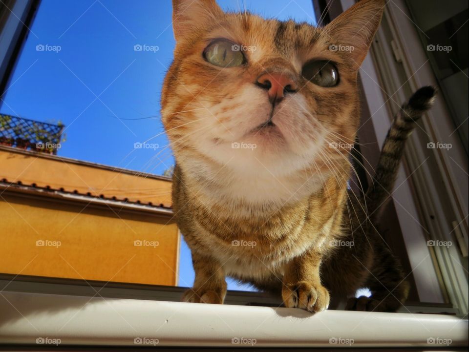 Cat looking at camera