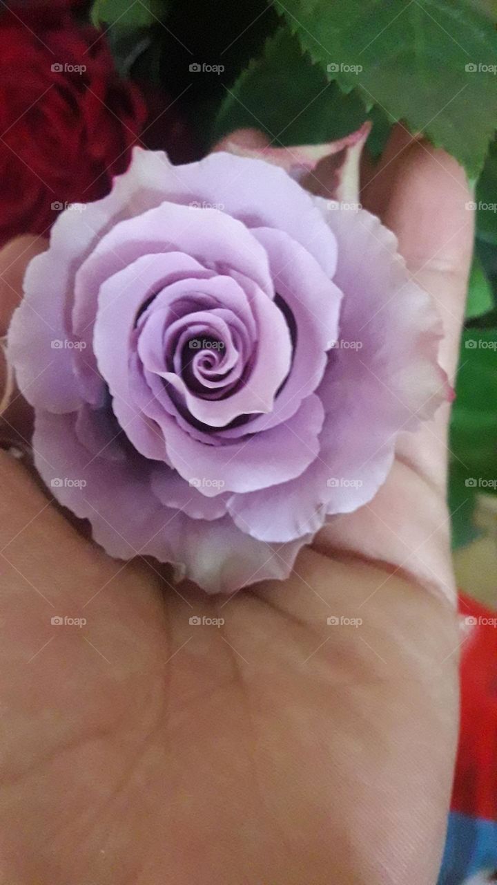Roses Lavander
