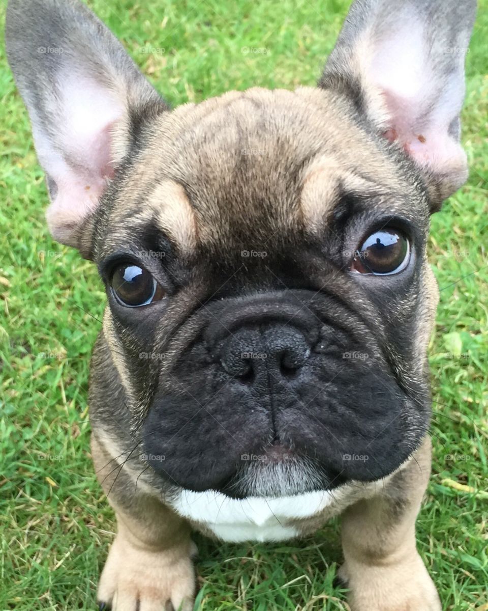 French bulldog face in close up