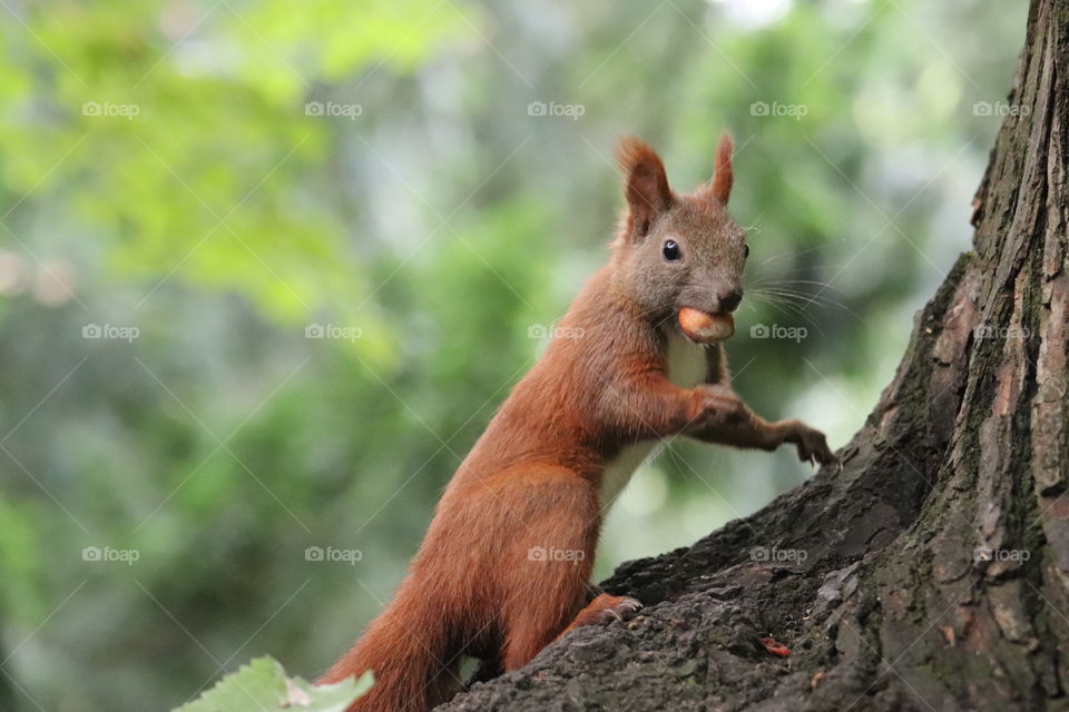 Squirrel with Peanut