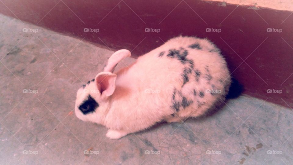 Rabbit UP India White