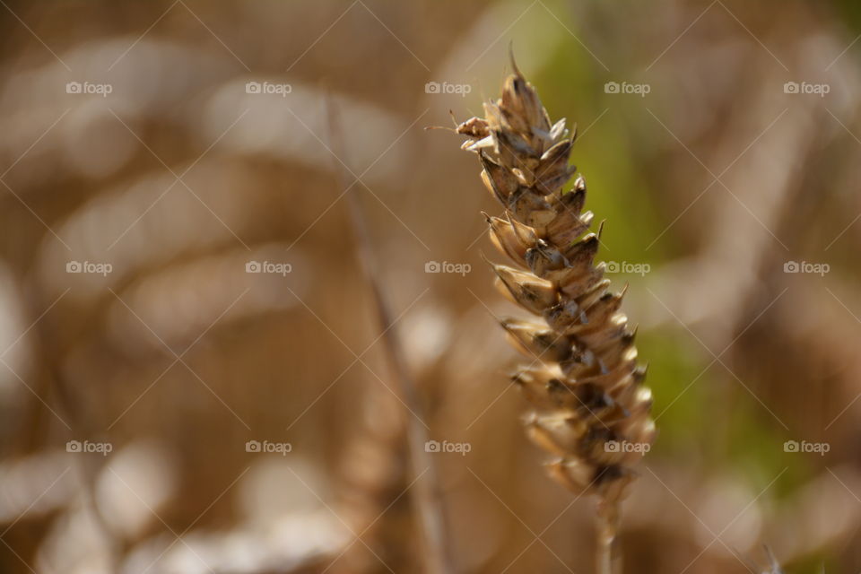 Close-up of wheat crop