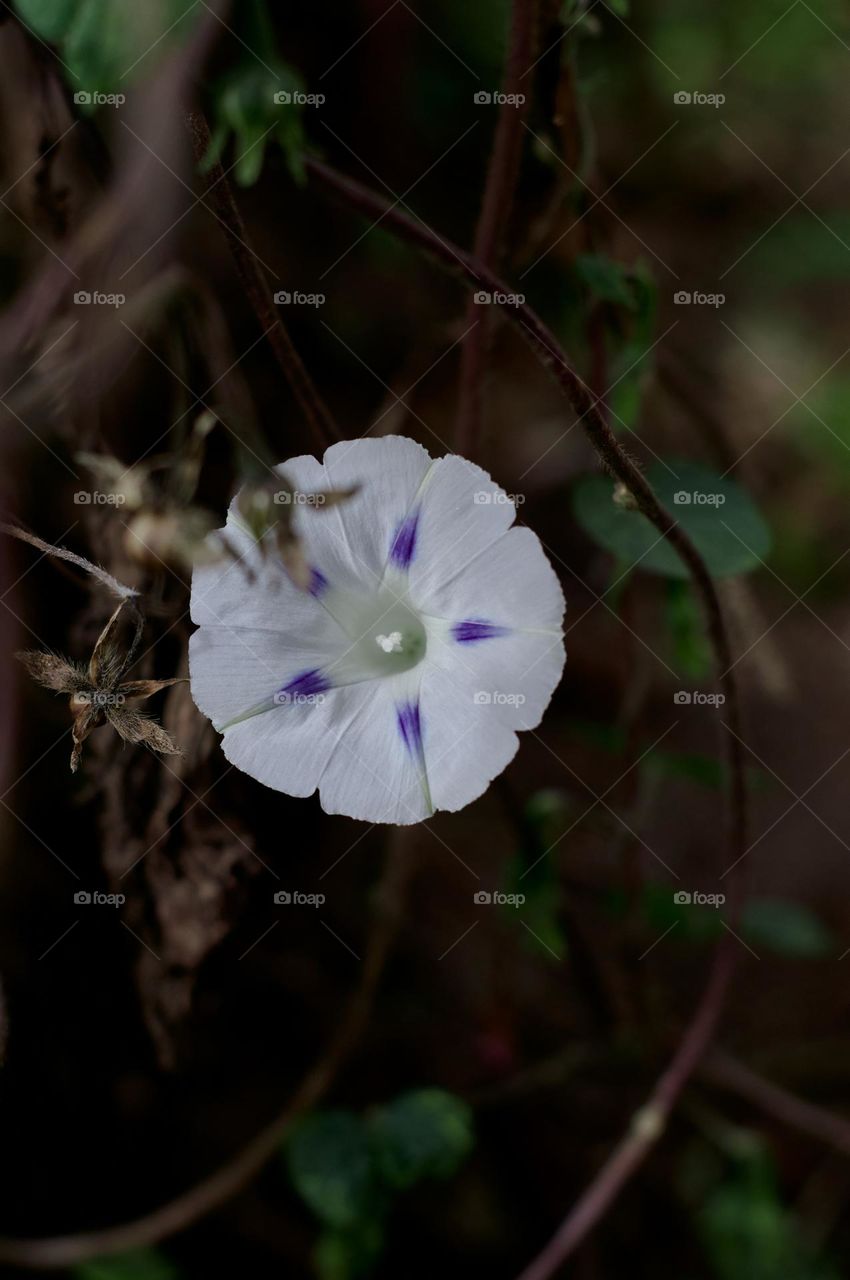wild flower bloom in the middle of autumn in the sierras of cordoba, argentina.