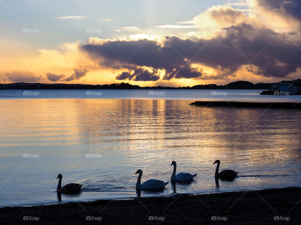 Swans in a fjord