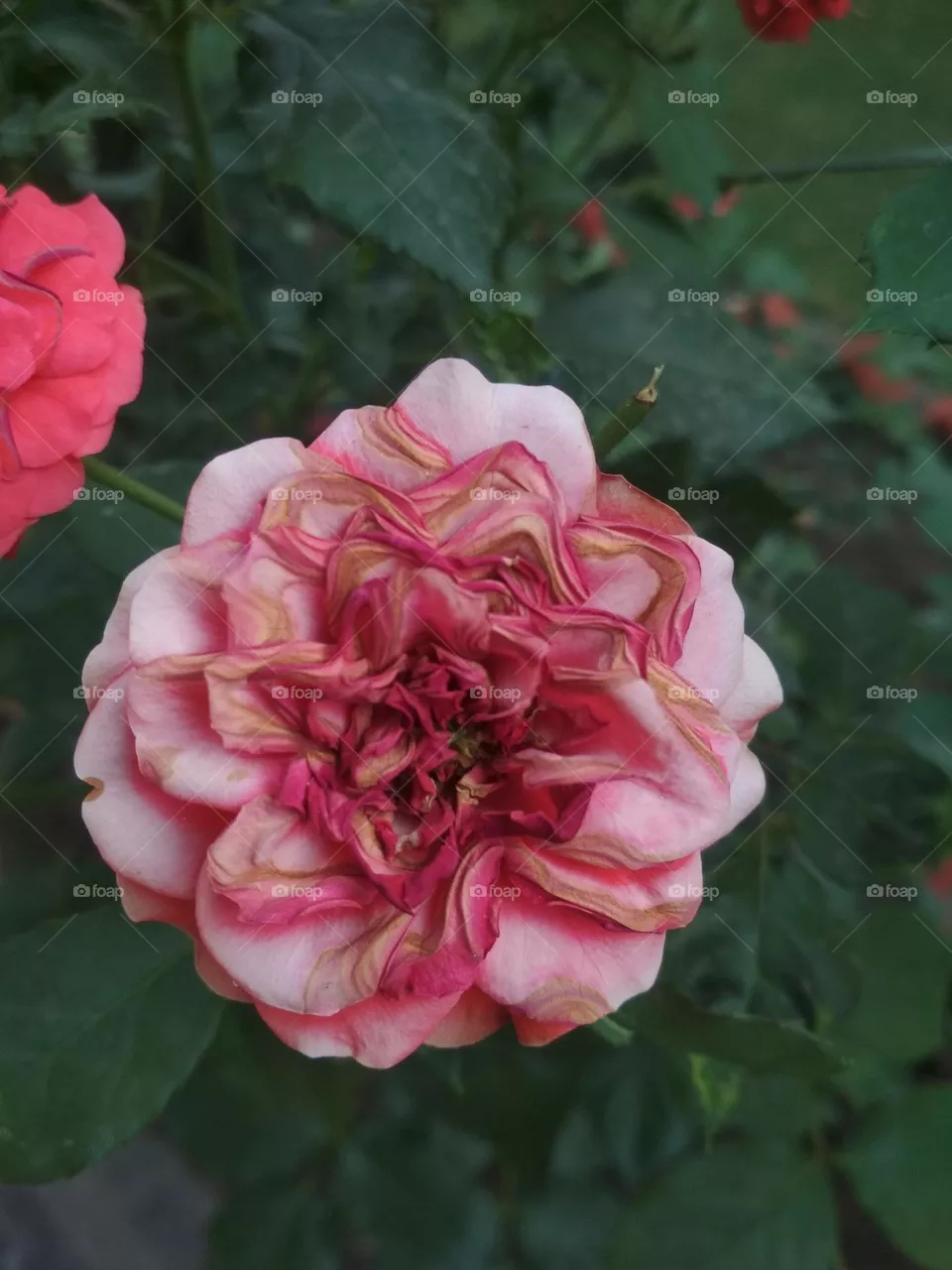Unique Rose