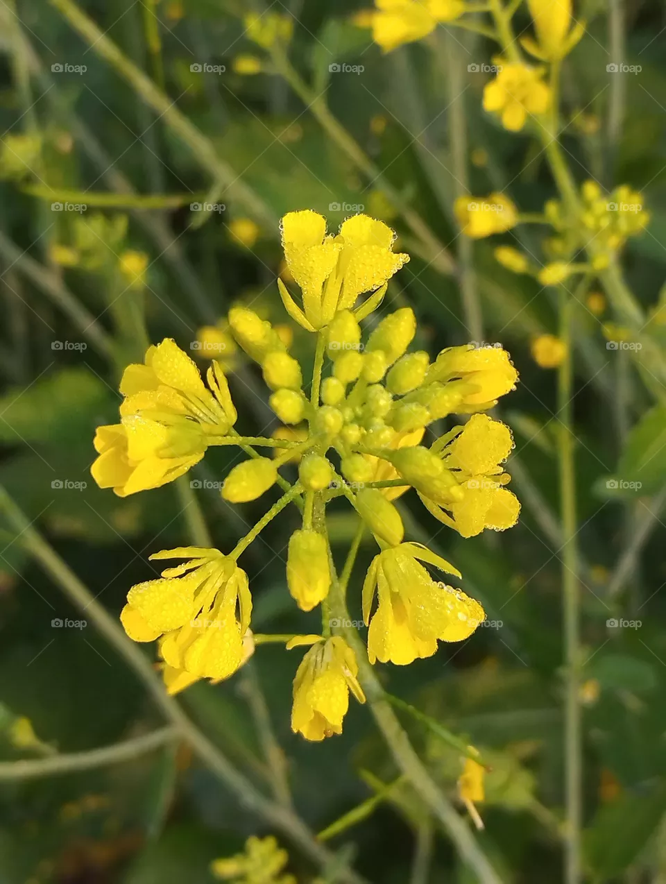 Fresh sarso flower