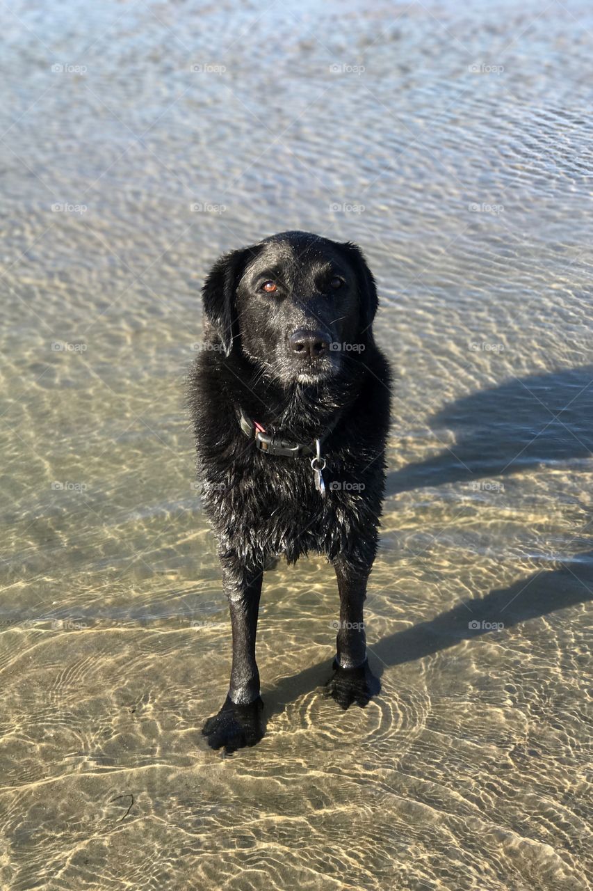 Labrador / Great Pyrenees rescue mutt, Addie, enjoying the shallow water at Ocean Beach Dog Beach