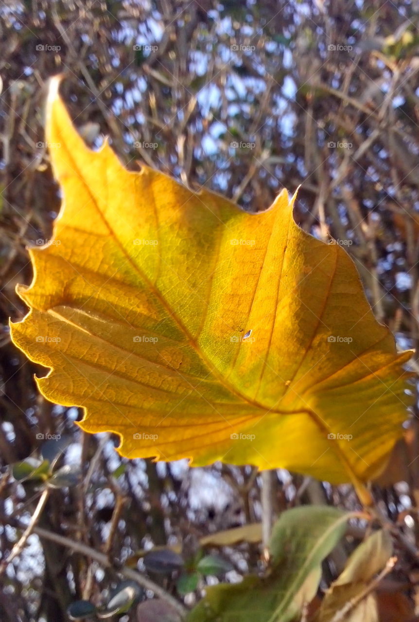 Golden leaf