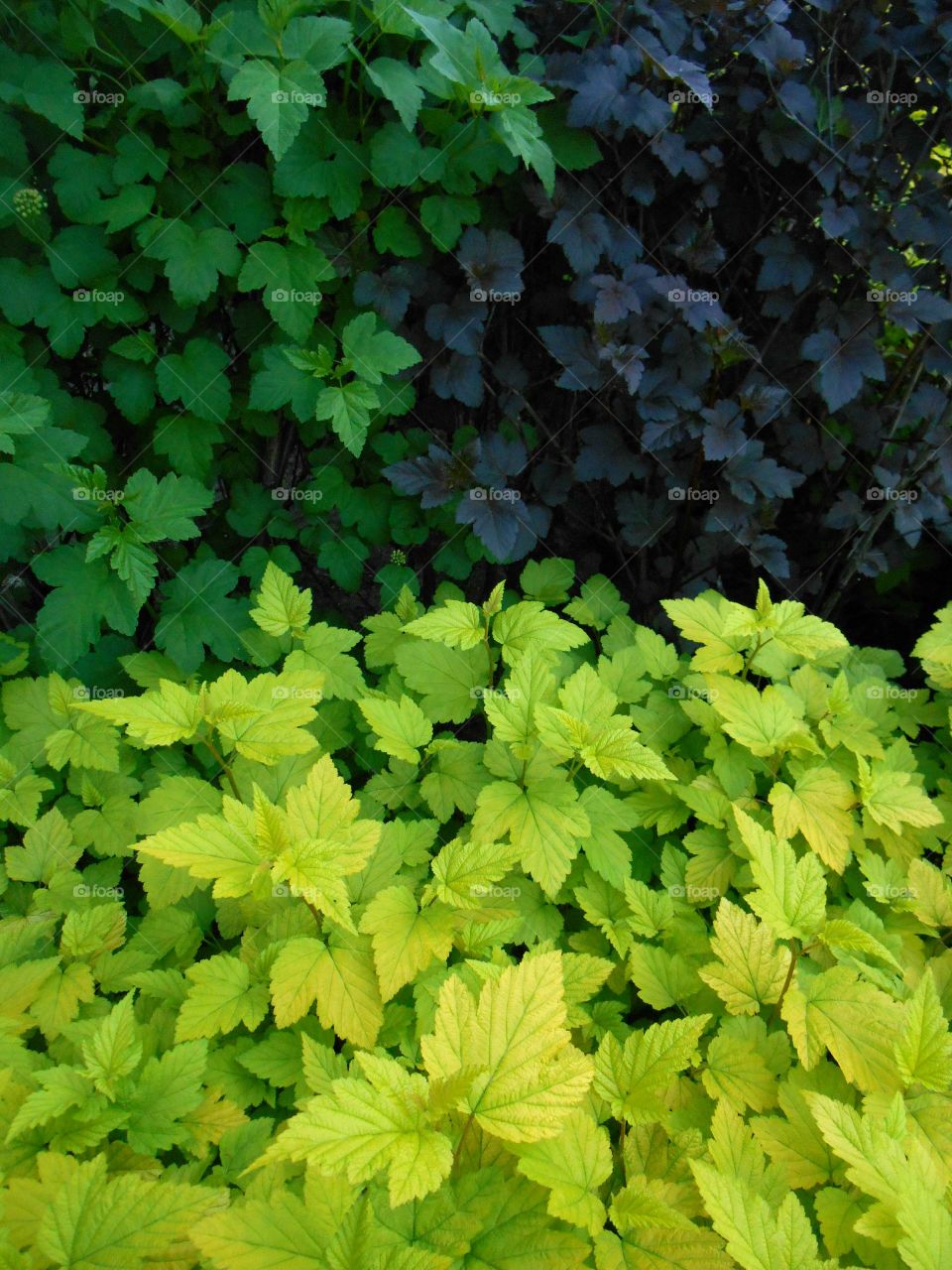 Leaf, Flora, No Person, Growth, Garden