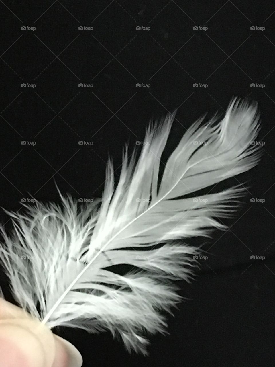 Feather 