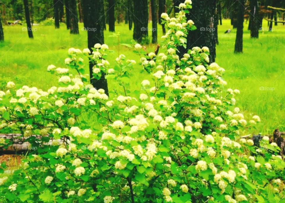flowers