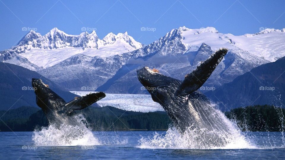 Whales and mountains 
