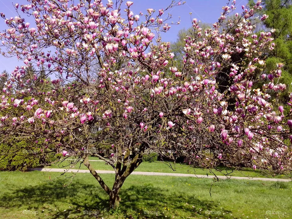 Tree
