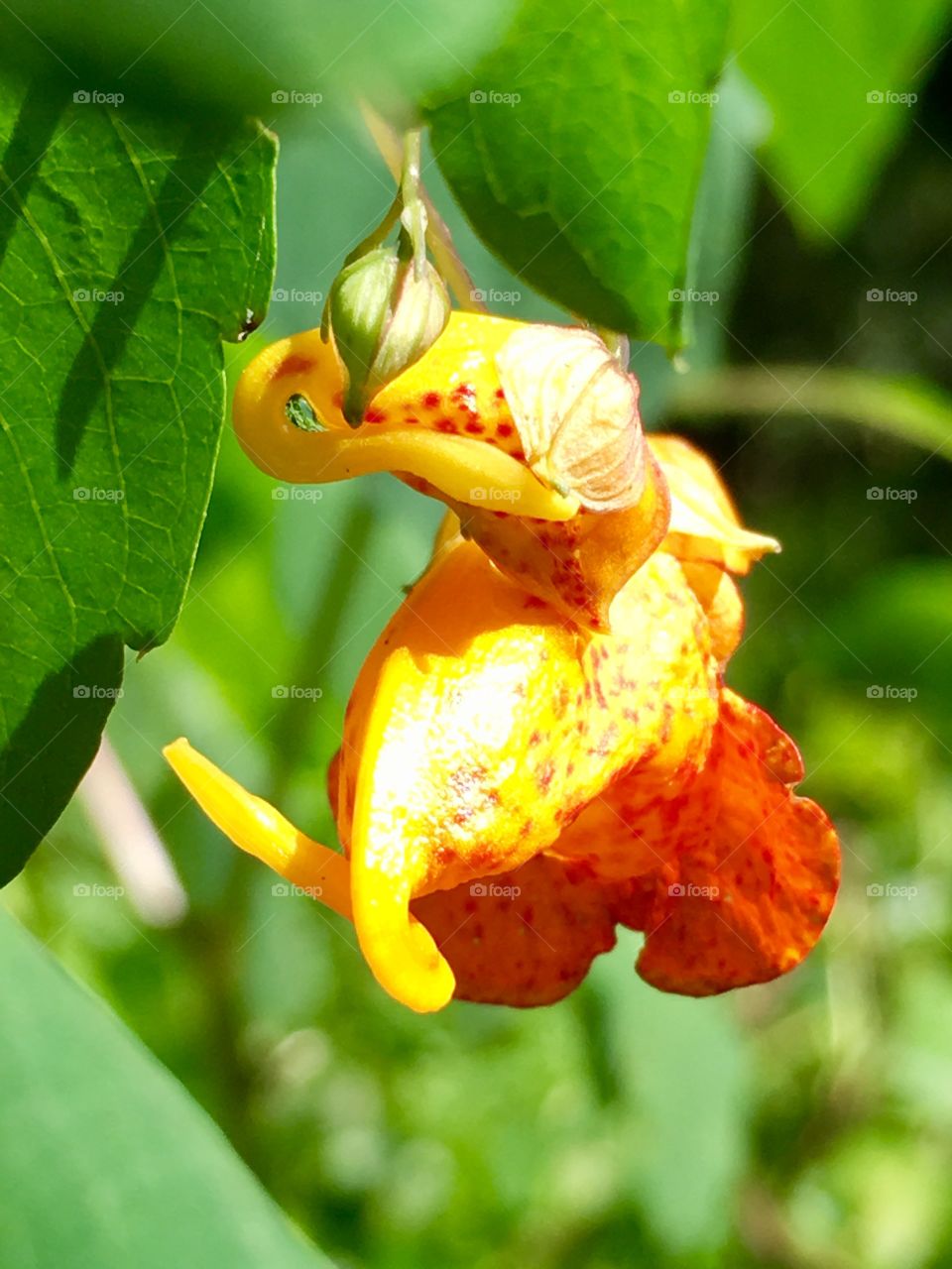 Wild Impatiens