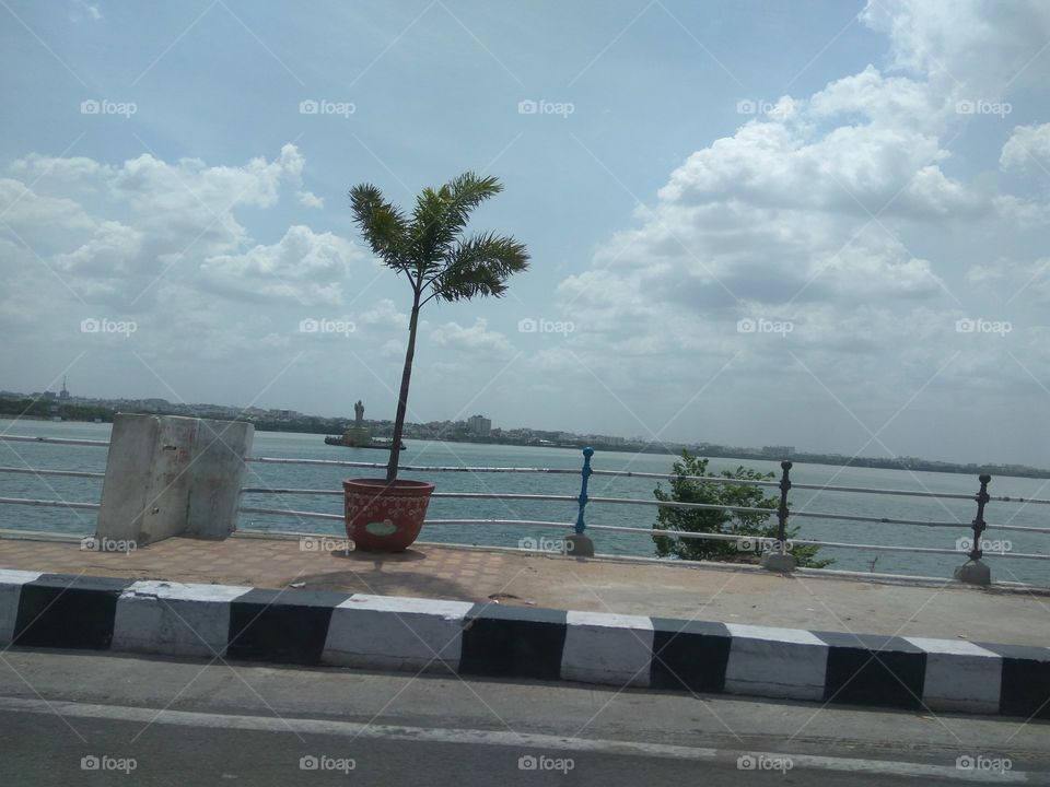 Tree flowing with wind